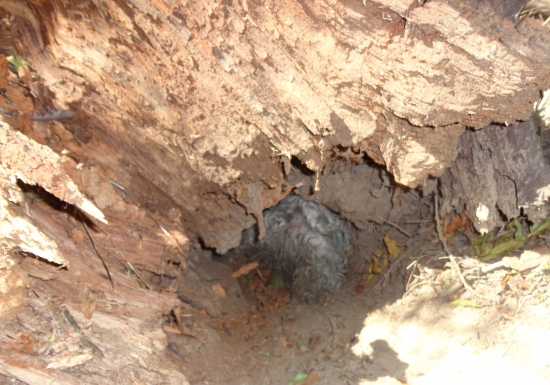 Oliver 1. krát v brlohu na ostro