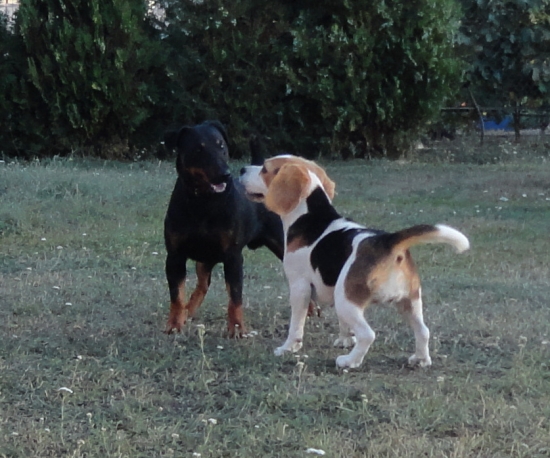 Pedro a Ziko - pripravujú sa na SD