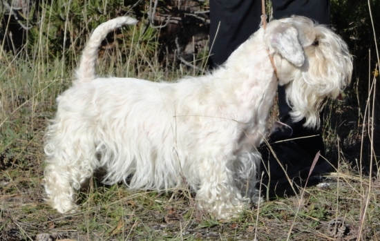 Melanie Ross Cynopolis