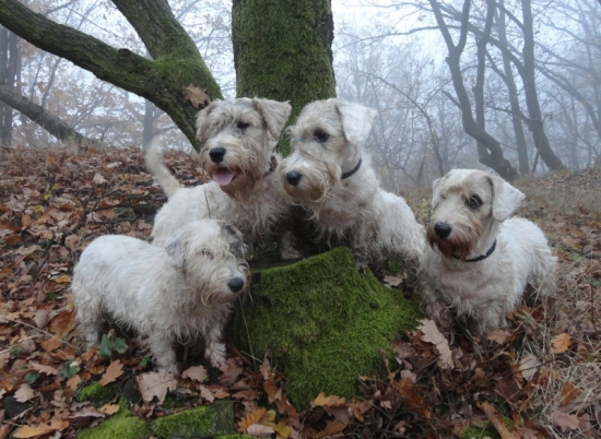 Reggaedog - všetci pokope a možno aj viac :)