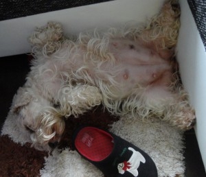 Už len pár dní a šteniatka sú na svete