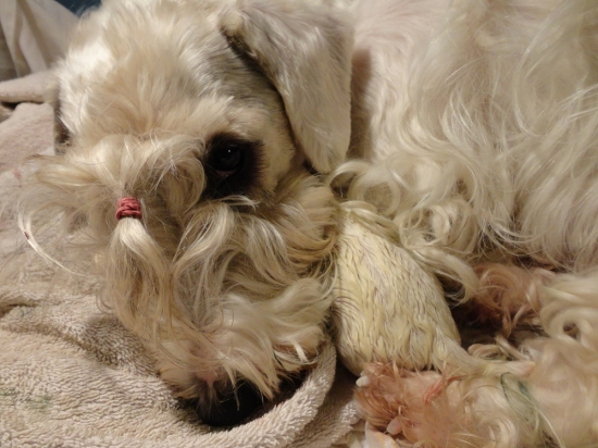 Melanie a šteniatka