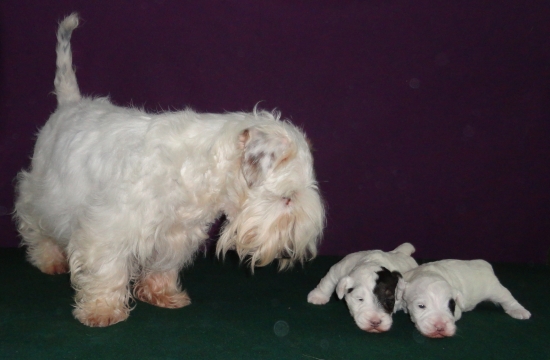 šteniatka Reggaedog