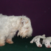 šteniatka Reggaedog