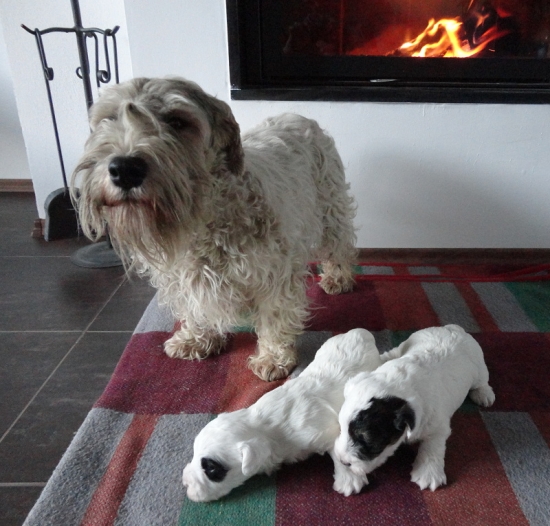 Hrdý OLIVER a jeho dievčatká Barcelona a Bega