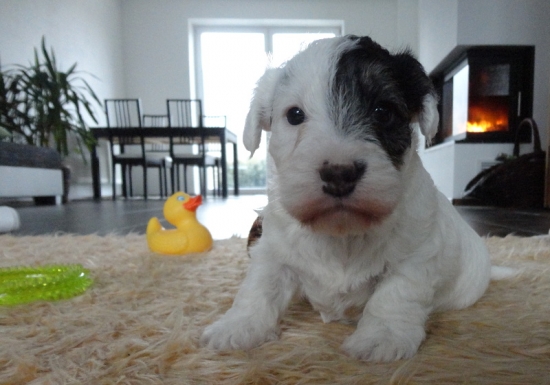 Už sa menia na ozajstných PSOV