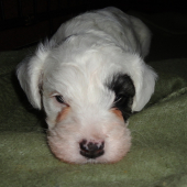 Reggaedog BEGA