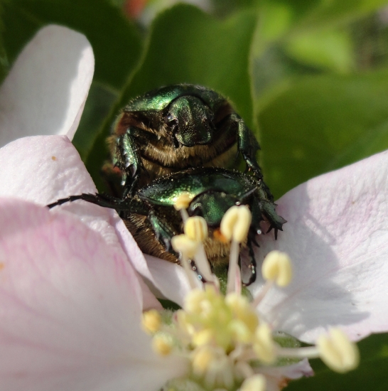 šikovný opeľovač