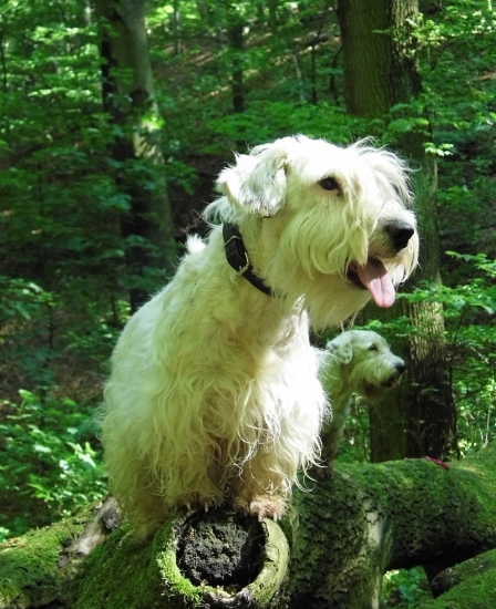 Prechádzka po tréningu