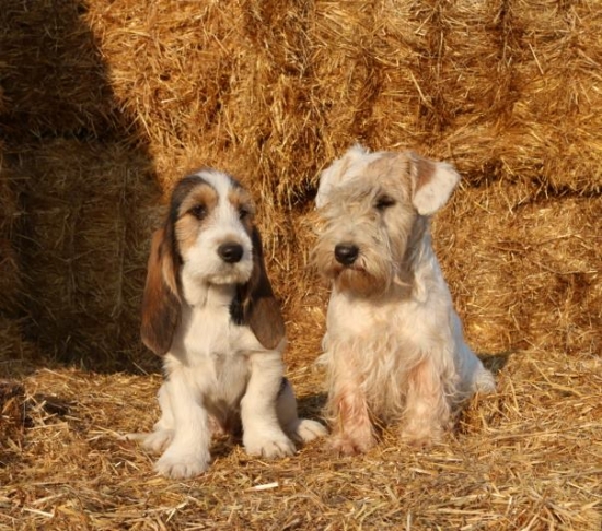 svorka sa nám rozrastá :)