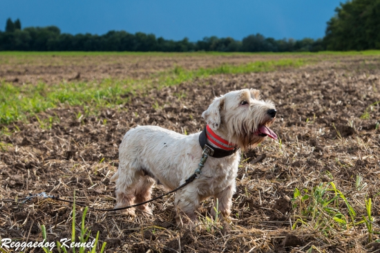 Ch. MALA Ross Cynopolis