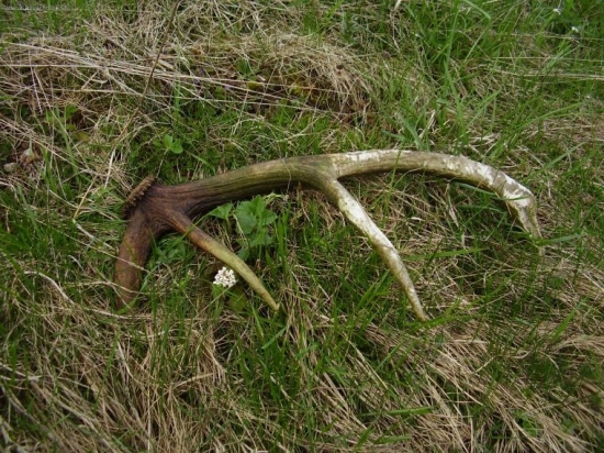 uz si tam ten rok dva polezal