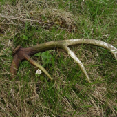 uz si tam ten rok dva polezal