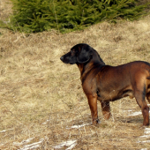 Borko