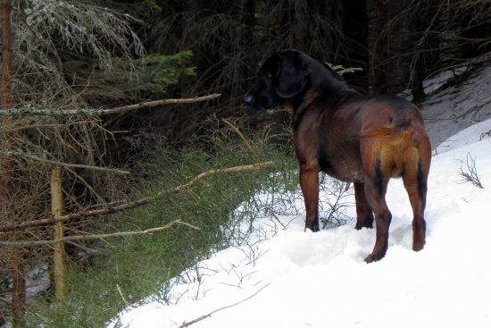 Nedelná prechádzka