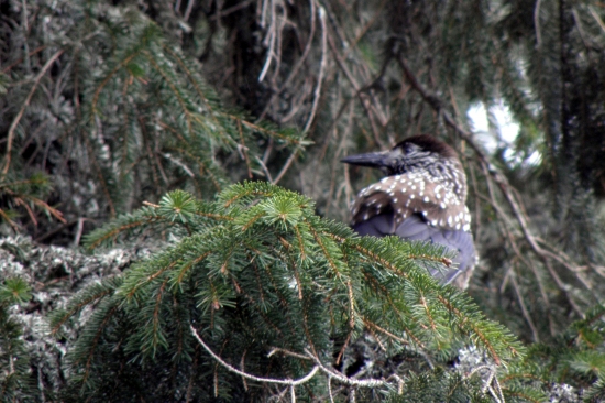 Orešnica Perlovaná