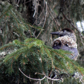 Orešnica Perlovaná
