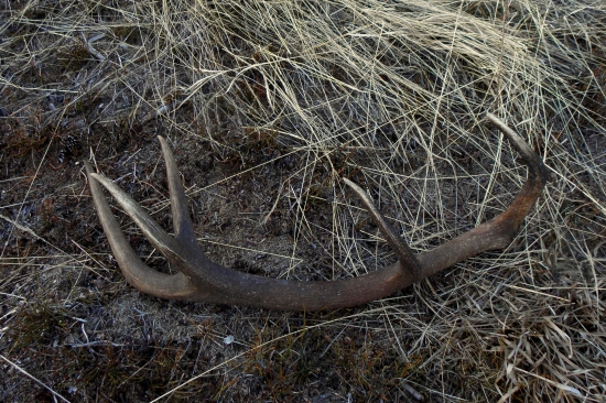 to je on 110 cm 2,80 kg