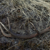 to je on 110 cm 2,80 kg