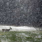 Skorej zimná ako Aprílová fotka