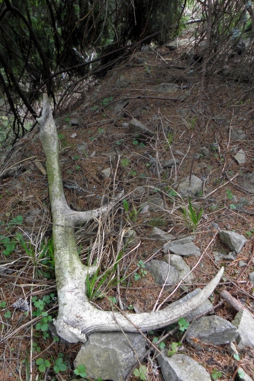 Zasa starý medzi zvážnicami :-(