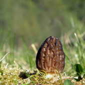 Smrčok