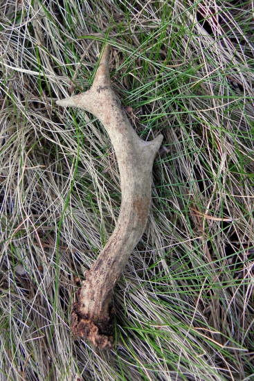 To je on môj prvý srnčí v živote