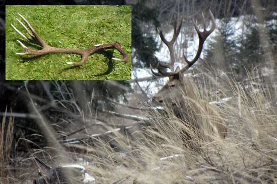 Po dlhej dobe sa objavil aspoň jeden zhod