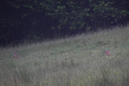 Nezabudnutelné stretnutie