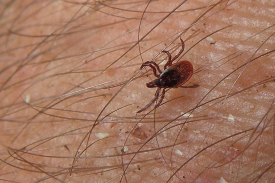 Potvora jedna ohavná