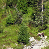 Kamarát či nevítaný hosť