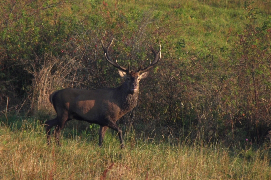 Chovný korunový 14 torák