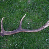 trosku si tam pobudol