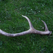 uz si tam svoje odlezal