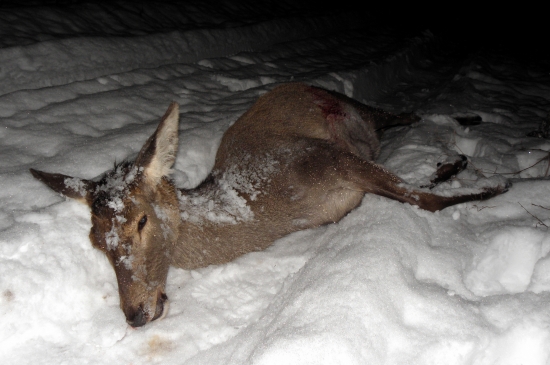 Mladá Jelenička (Šmolka)