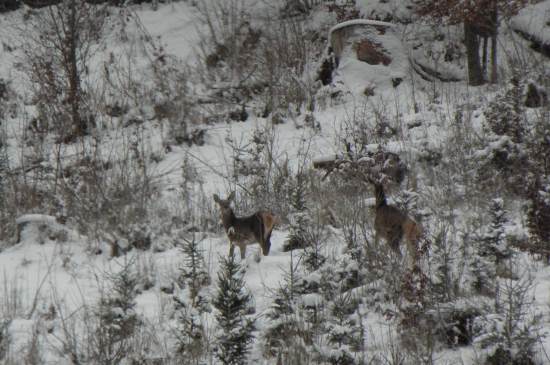 Jelenica a Jelienča
