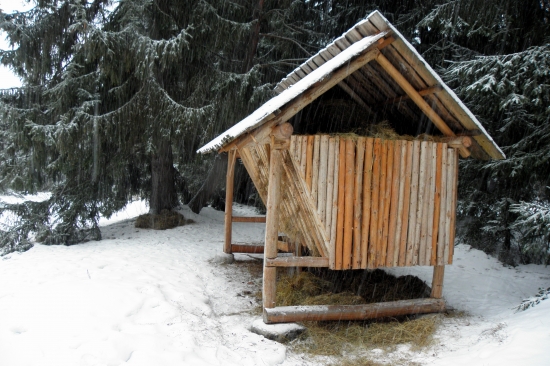 Aj zajacom kúsok treba
