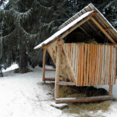 Aj zajacom kúsok treba