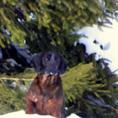 Borko