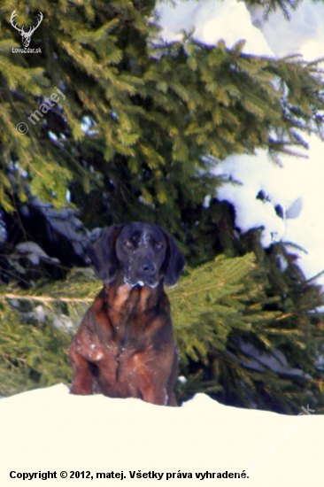 Borko