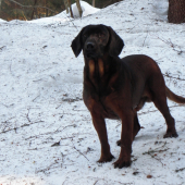 Borko