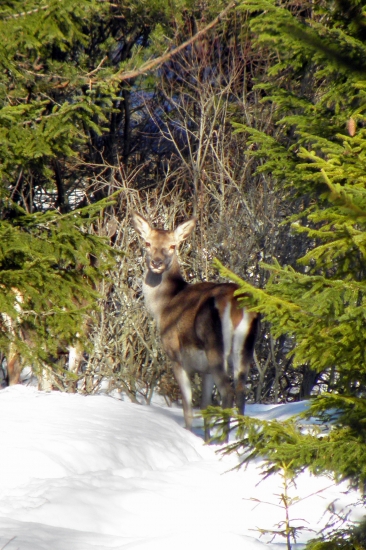 Jelenička na jarnom slniečku