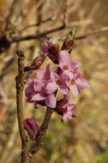 Príroda sa prebúdza