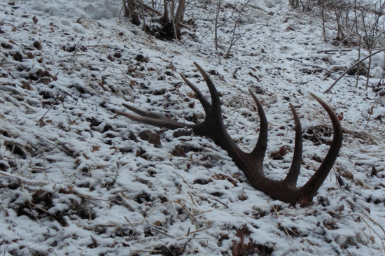 Jedno zasnežené ráno