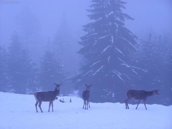 Chodievali mi k domu celu zimu