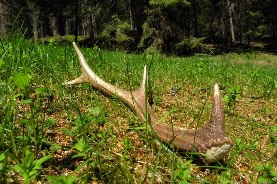 Osmáčik nájdený 30 min. pred tým ako sme tade išli