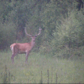 Nepravidelný 14 torák