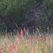 Nevyzerá ale bol to Srnček