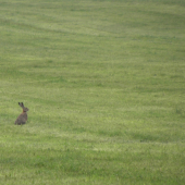 Sám zajko v poli ( na lúke :D )