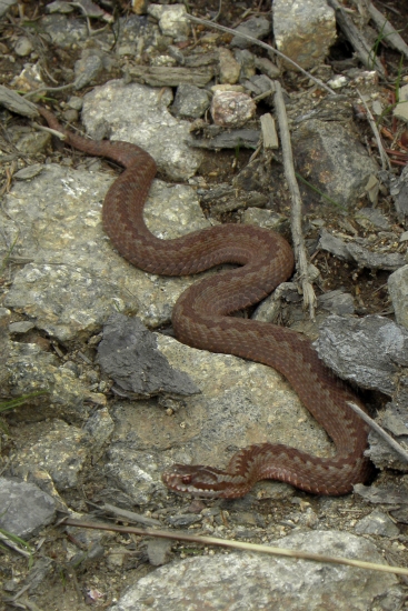 Hadica :D ale bola agresívna